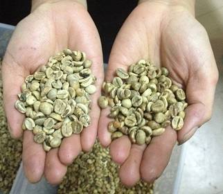 Arabica and Robusta Coffee Plant