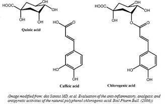 Benefits of Chlorogenic Acid on the Body
